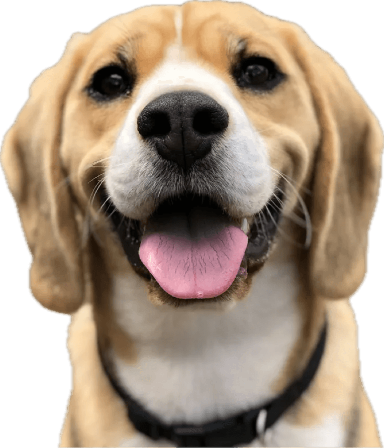 The same beagle cut out on a transparent background