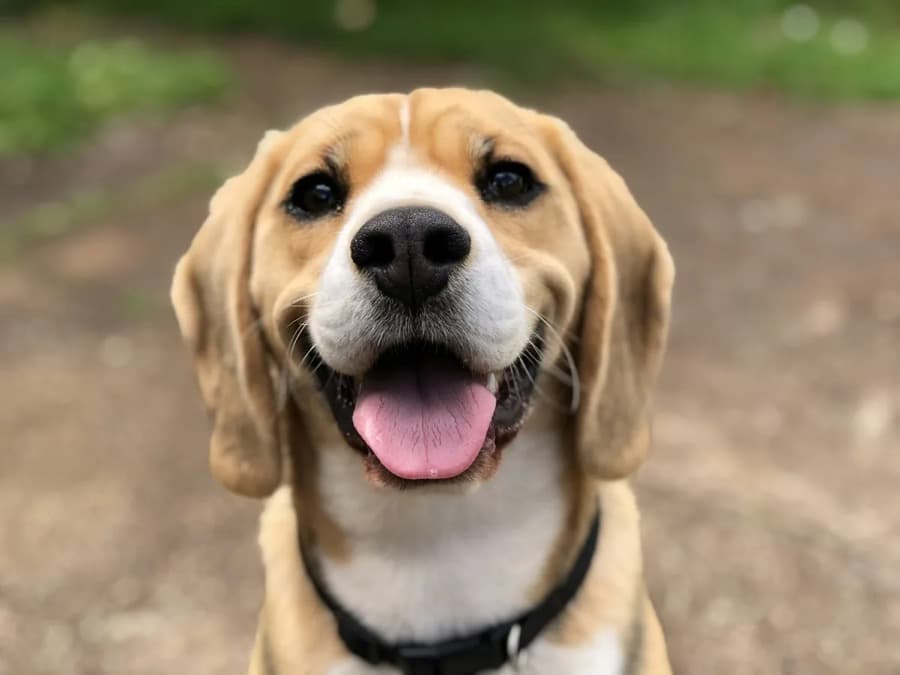 A beagle photo as copied